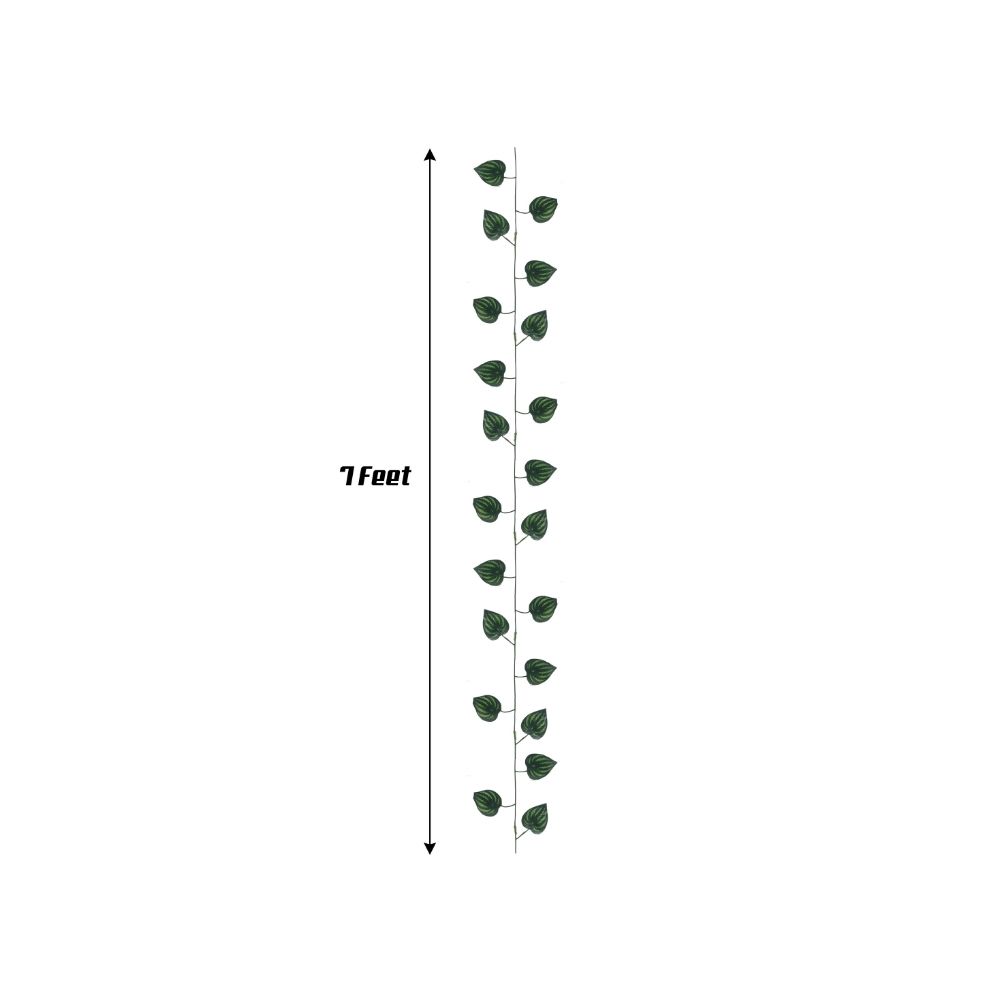 MONEY PLANT  LADI SF 02